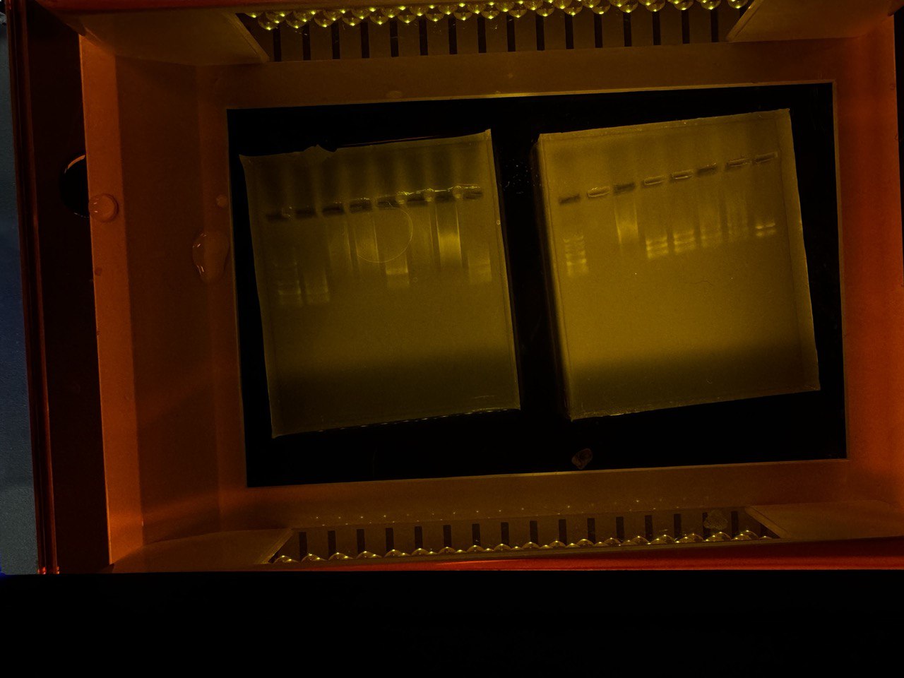 dna
