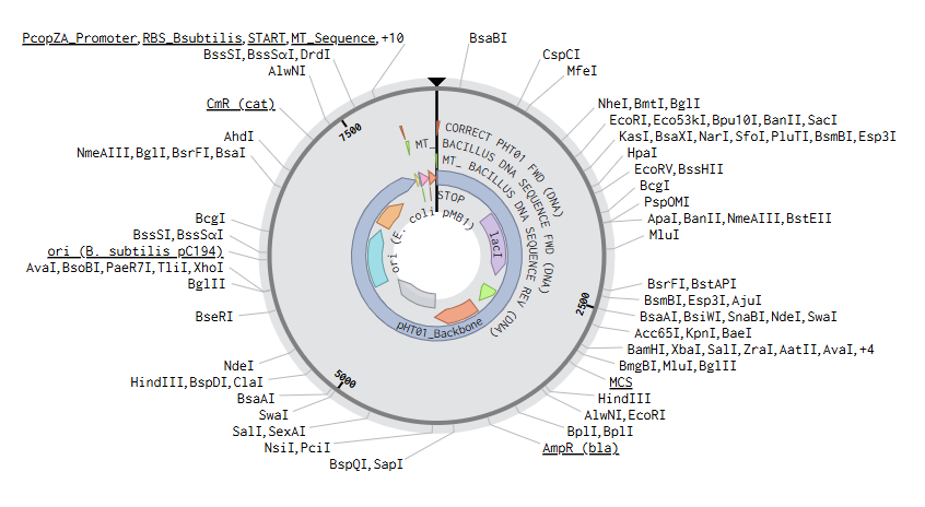 Benchling Plasmid Map