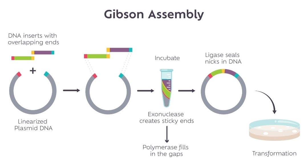 Gibson Assembly Workflow Diagram