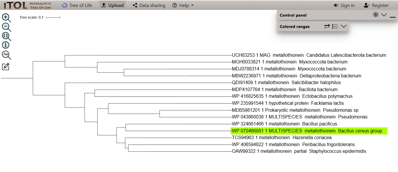 iTOL Phylogenetic Tree Diagram