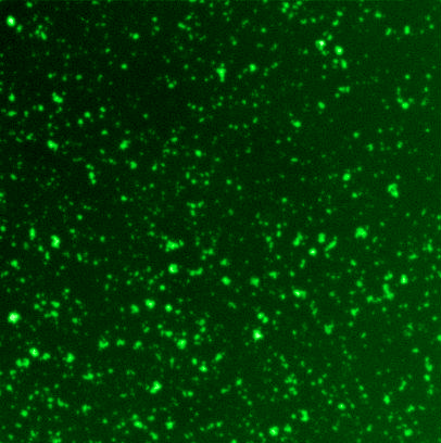 Cell Colony with Flourescence