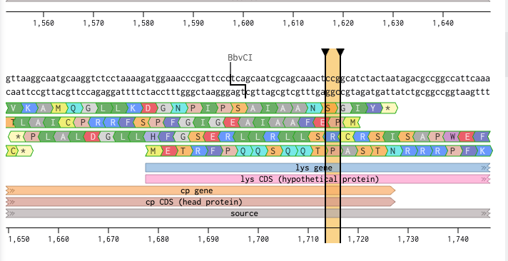 Phase 7 — ORF overlap and codon analysis