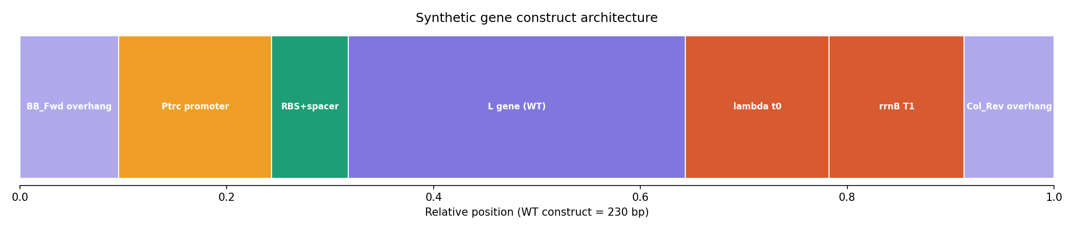 Figure 5. Synthetic gene construct architecture for L_trunc30