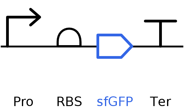 SBOL of the linear map sfBFP DNA
