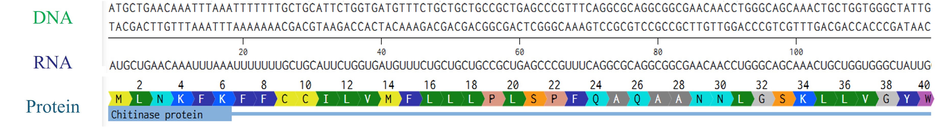Rearranged snapshot of Chitinase protein information flow from DNA to RNA to protein. Captured from Fabri’s Benchling and arranged in PowerPoint