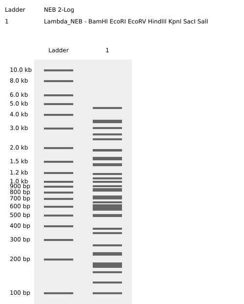 Restriction Enzyme Digestion Simulation)