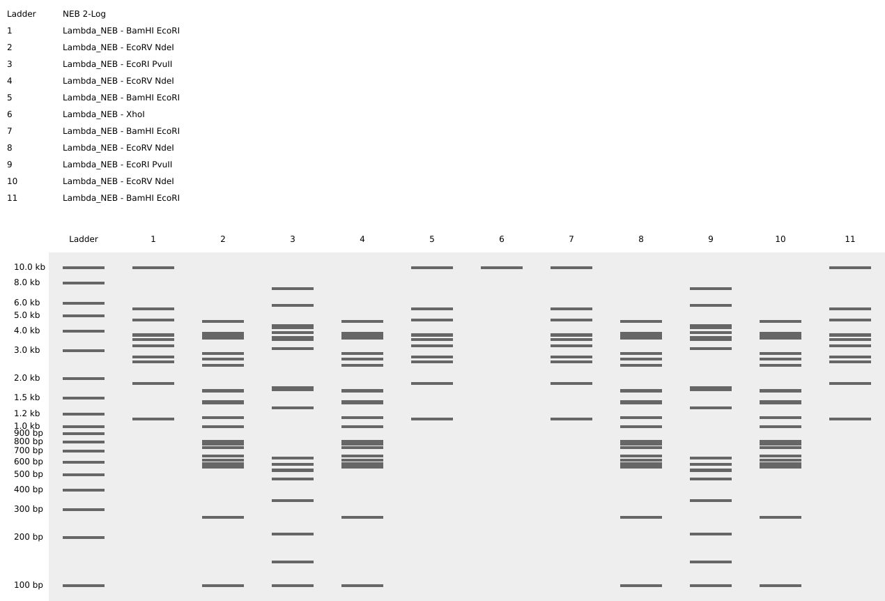 Tulips using Benchling&rsquo;s Virtual Digest)