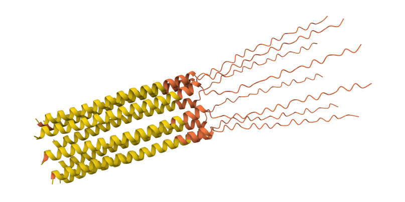 S9Q mutation 8-chain assembly