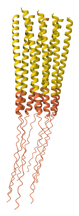 C29R mutation 8-chain assembly