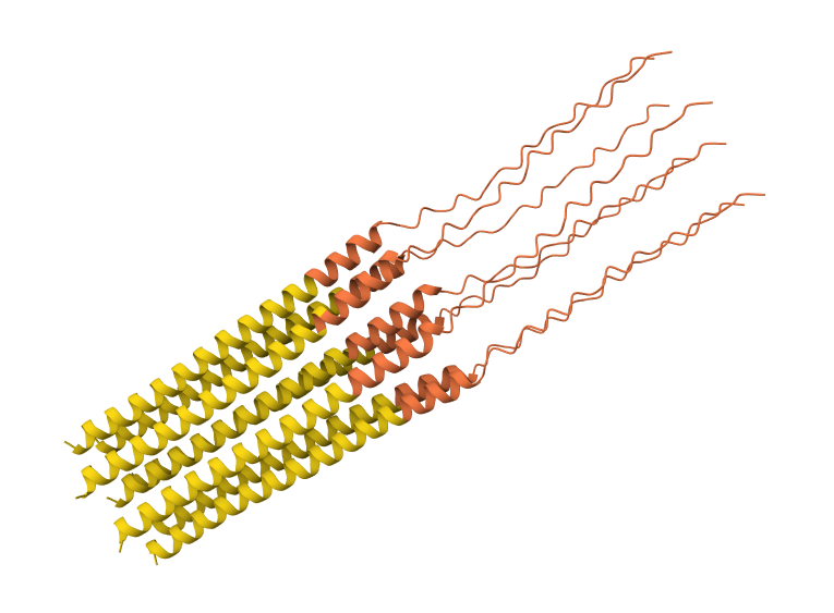 Y39L mutation 8-chain assembly