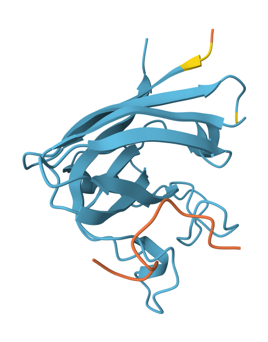 Peptide N°2 AlphaFold result