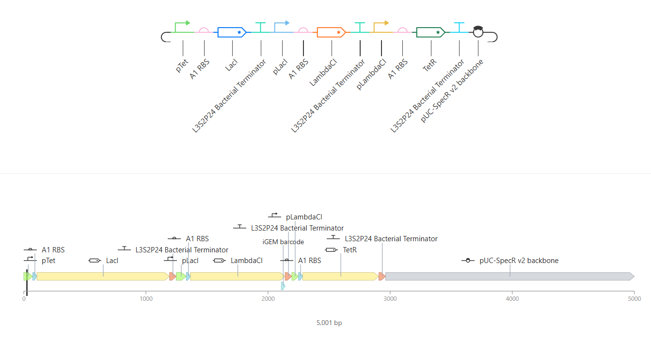 Assembled Repressilator linear map