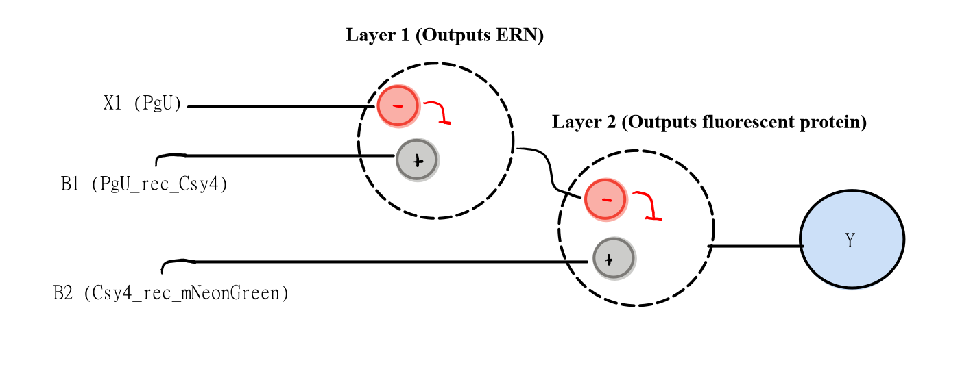 intracellular-perceptron