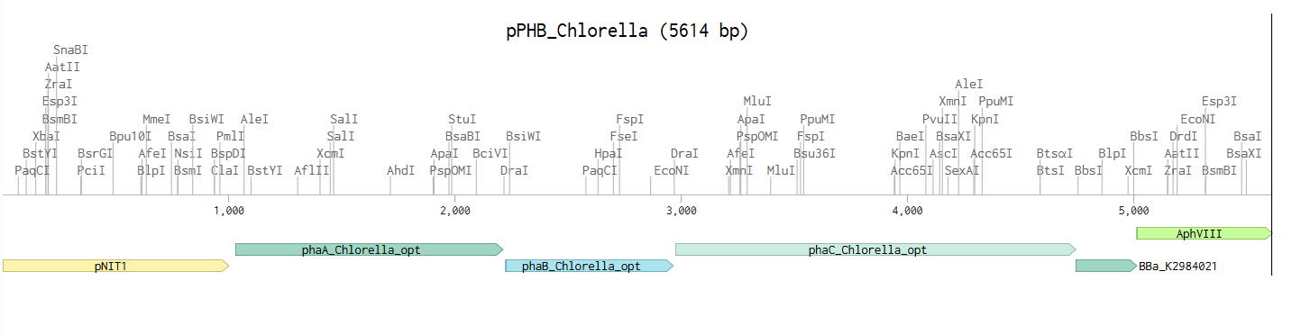C. vulgaris pPHB construct map with NIT1 promoter and AphVIII selection