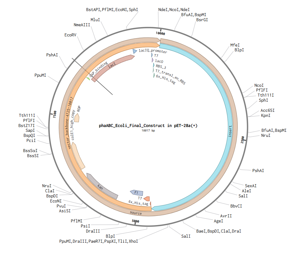 Complete pET-28a expression plasmid with phaABC insert (10,017 bp)