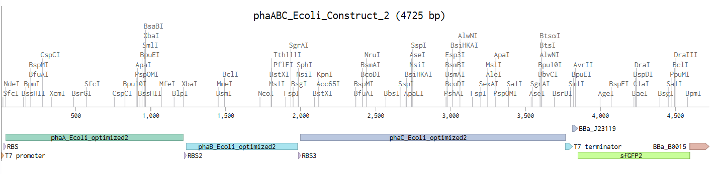 E. coli PHB biosynthetic insert construct map (phaABC + sfGFP)