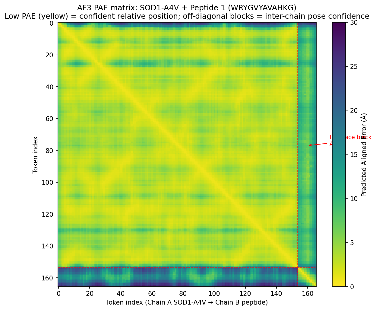 AF3 PAE matrix for the top-ranked SOD1-A4V + Peptide 1 model. Yellow (low PAE) = confident relative position; darker = uncertain. The off-diagonal blocks (red dashed partitions) show inter-chain pose confidence — PAE > 5 Å across most of the interface, median 9.7 Å. The model is not committed to a specific binding pose.