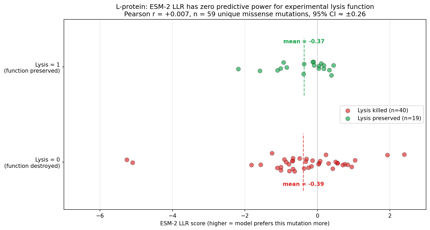 Headline visualization. Each dot is one experimentally-tested missense mutation; x-axis is ESM-2 LLR. Red = lysis killed (n=40), green = lysis preserved (n=19). The two distributions are essentially indistinguishable on the LLR axis (mean −0.39 vs −0.37). The language model’s preference contains essentially no information about which mutations the protein can survive. Pearson r = +0.007, n = 59.