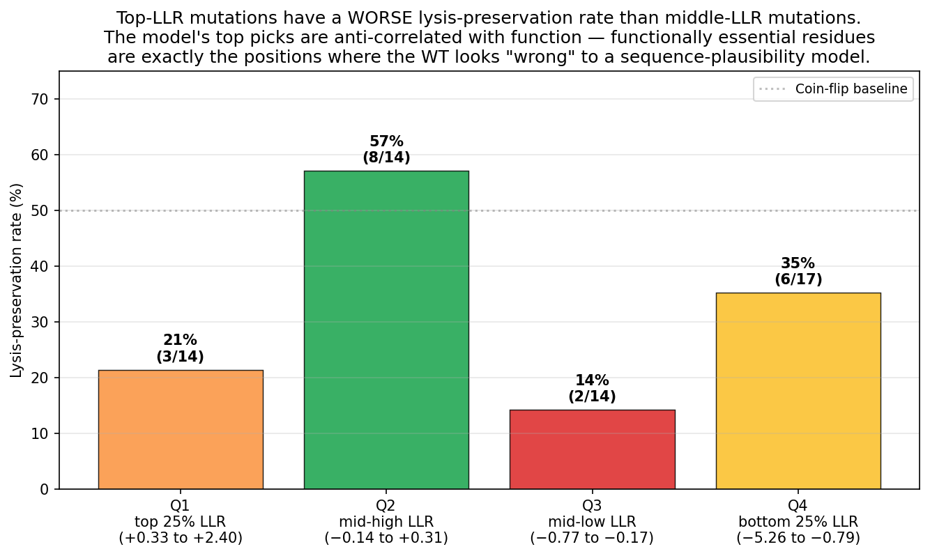 Quartile breakdown of LLR vs lysis preservation. The top-quartile-LLR mutations (left bar) have a 21% preservation rate — <em>worse</em> than middle-LLR Q2 at 57%. The model’s highest-confidence picks are anti-correlated with function for this protein.