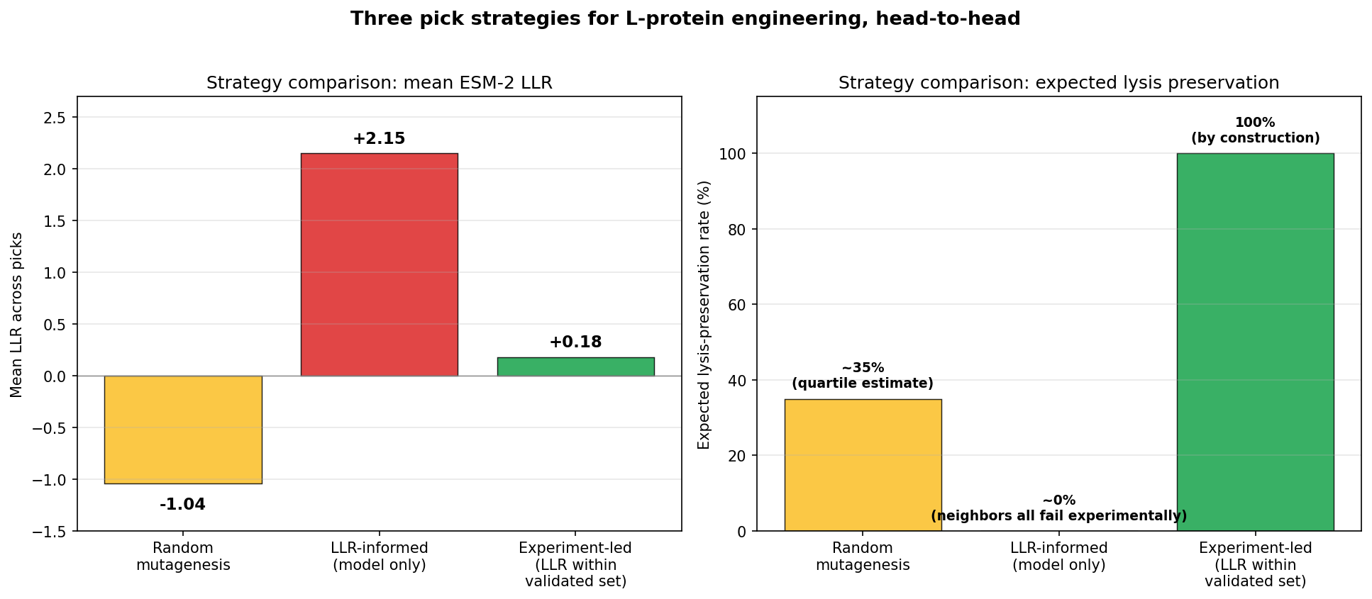 Three pick strategies, side by side. <strong>Left:</strong> LLR-informed picks dominate on mean LLR (the model’s confidence axis). <strong>Right:</strong> experiment-led picks dominate on lysis preservation (the biological-truth axis). Random falls between. The model is internally consistent but biologically uninformed for L-protein.