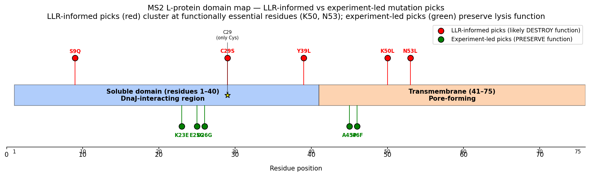 MS2 L-protein domain map with both pick sets overlaid. <strong>Red:</strong> LLR-informed picks (the model’s top 5 by ESM-2 score) cluster at functionally essential residues — K50 and N53 in the TM domain are positions where every experimentally-tested substitution destroys lysis. <strong>Green:</strong> experiment-led picks (selected from the 19 mutations the Chamakura dataset records as lysis-preserving) span the soluble–TM boundary. The yellow star marks C29, the only cysteine in the 75-mer.