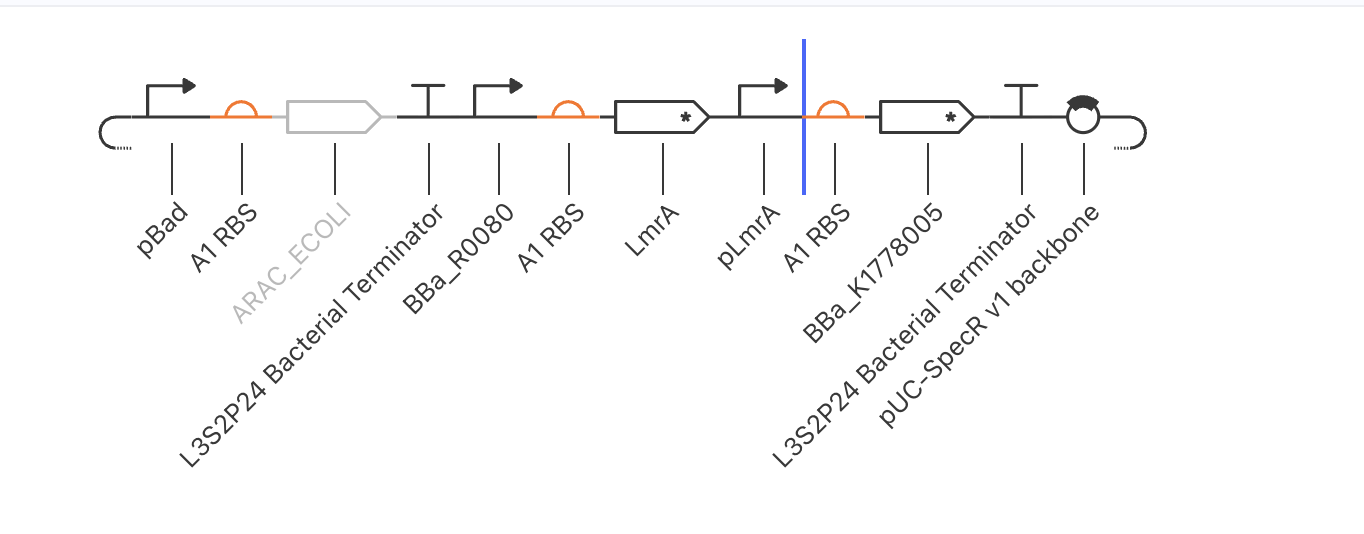 I1-FFL early design attempt: pBad → ARAC_ECOLI (greyed out = not in CBP) → LmrA. Shows the first build attempt before switching to TetR as the Y node. ARAC_ECOLI greyed out indicates Kernel could not find a characterised part for the AraC protein CDS.