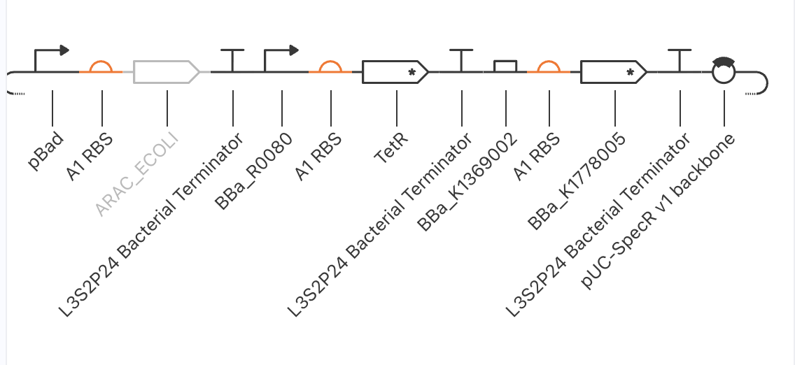 I1-FFL final construct: TU1 pBad → ARAC_ECOLI (grey/missing) → Terminator; TU2 BBa_R0080 (AraC-regulated) → TetR* → Terminator; TU3 BBa_K1369002 (combinatorial AraC+TetR promoter) → BBa_K1778005 → Terminator. pUC-SpecR backbone.
