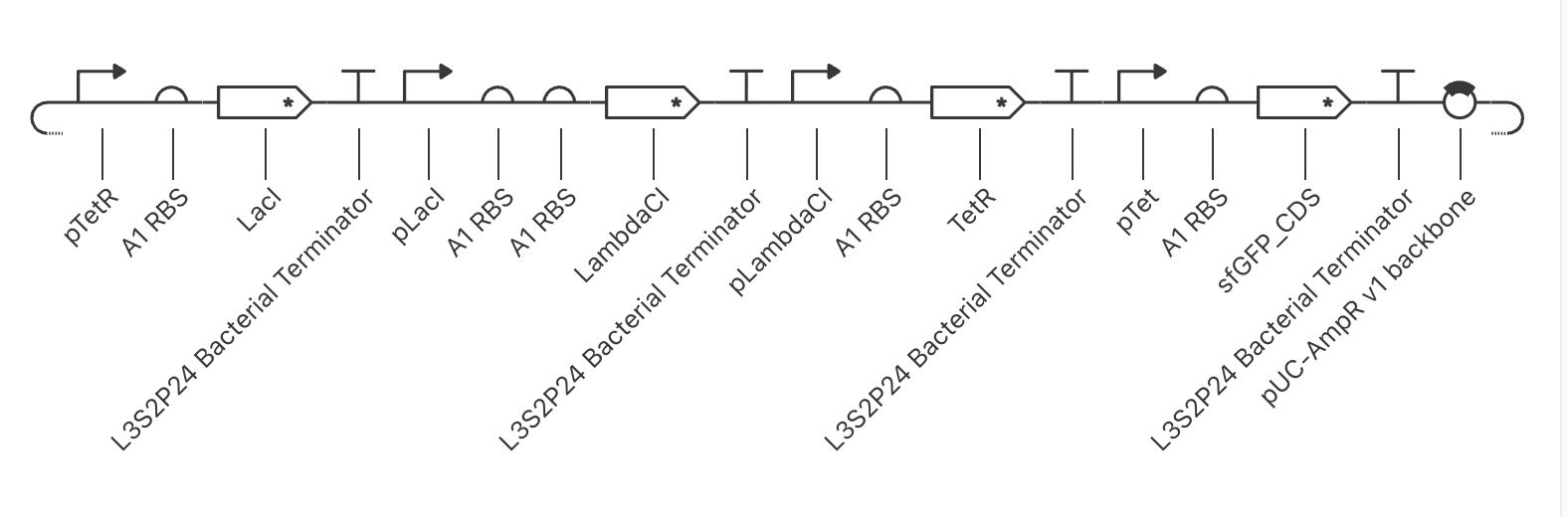 Early Repressilator construct (Iteration 1): pTetR→LacI, pLacI→LambdaCI, pLambdaCI→TetR, pTet→sfGFP_CDS on pUC-AmpR backbone. Monochrome — parts not yet colour-coded by TU.