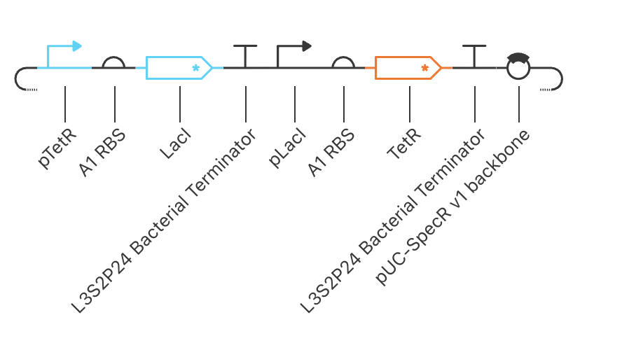Toggle switch construct: two transcription units in mutual repression. TU1 (blue): pTetR → A1 RBS → LacI* → L3S2P24. TU2 (orange): pLacI → A1 RBS → TetR* → L3S2P24. pUC-SpecR v1 backbone. Both CDS variants carry ssrA/LVA degradation tags (*).