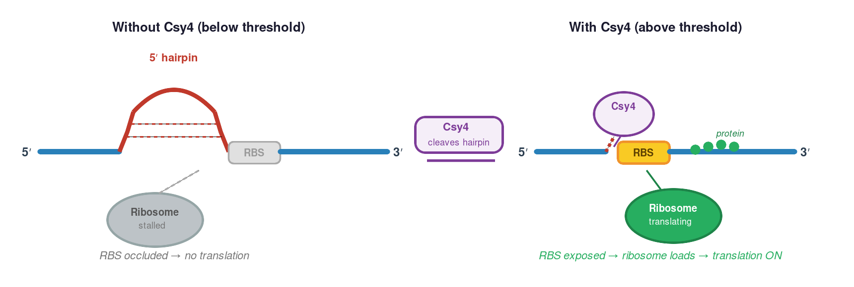 Csy4 5′ hairpin mechanism: hairpin occludes RBS; Csy4 cleavage enables translation