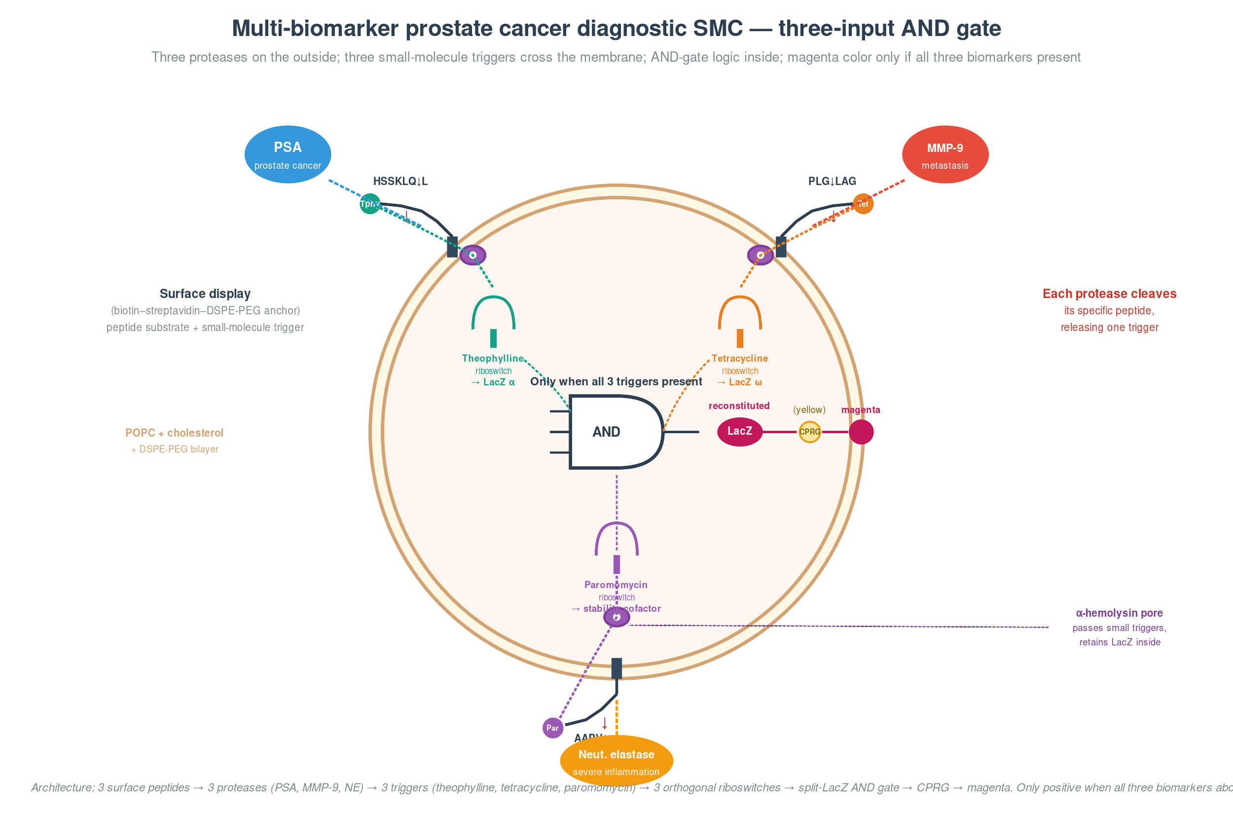 Multi-biomarker SMC AND-gate diagnostic
