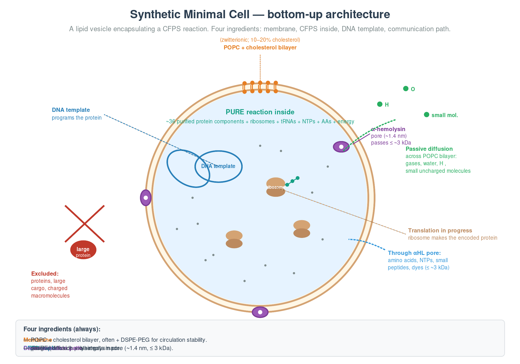 Synthetic minimal cell architecture