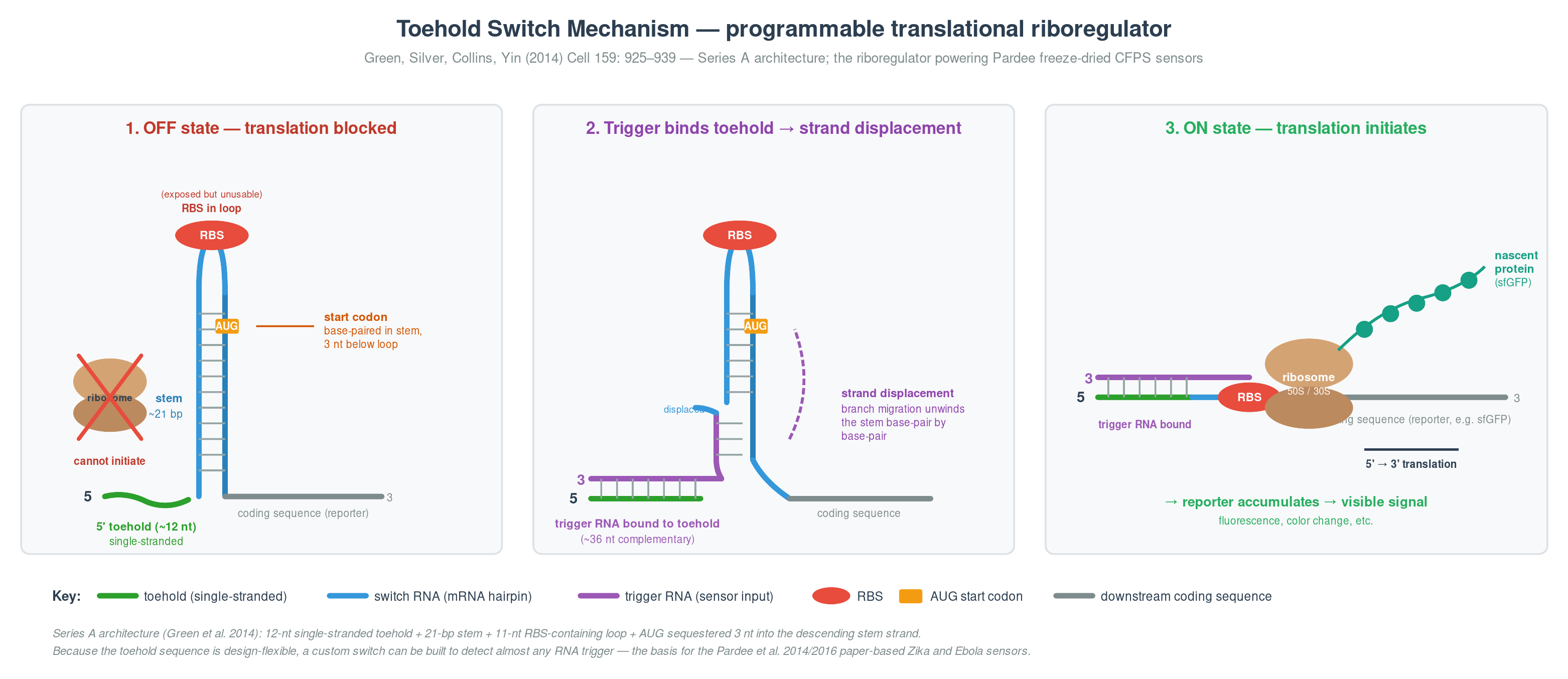 Toehold switch mechanism