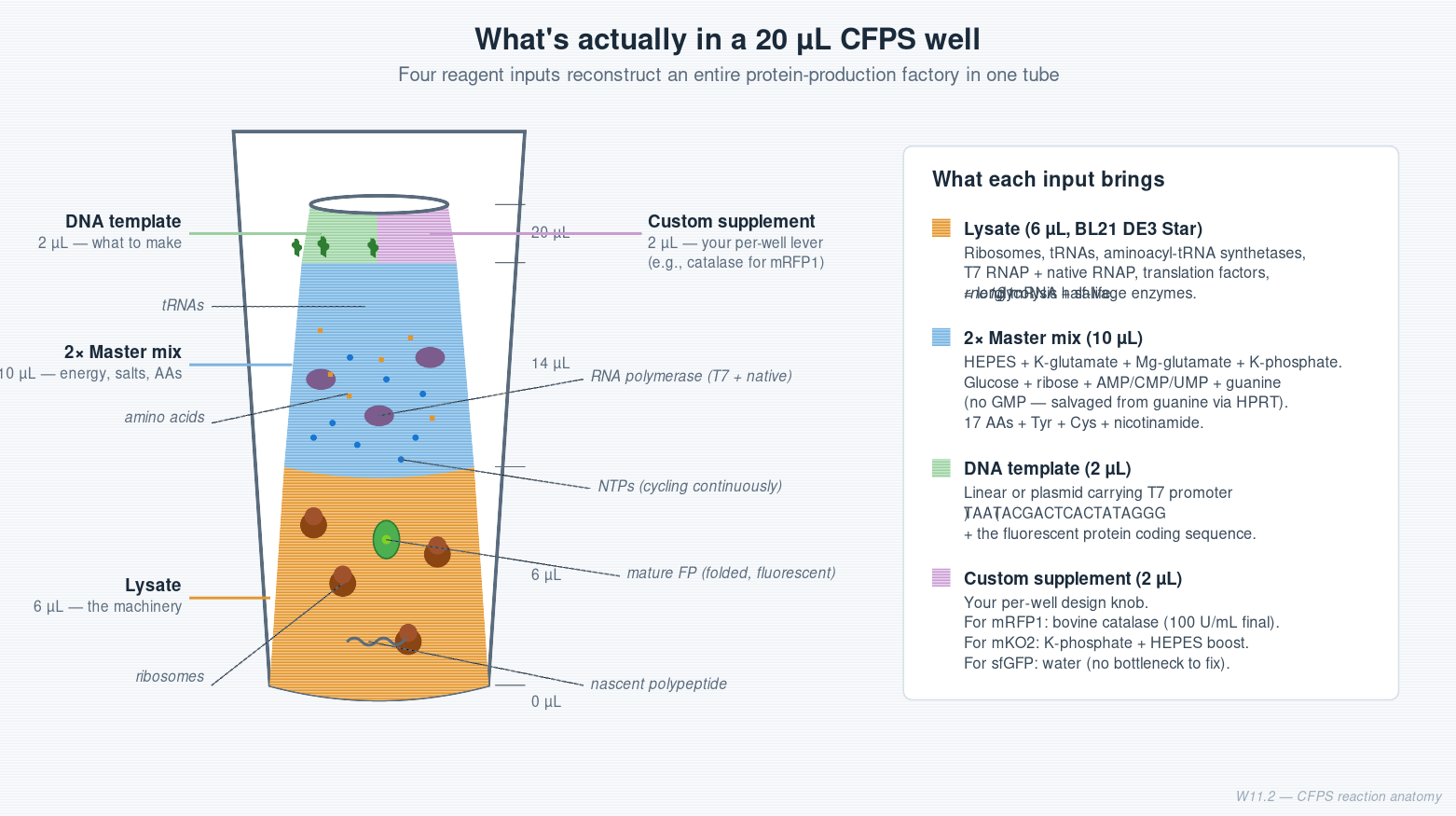 CFPS reaction anatomy