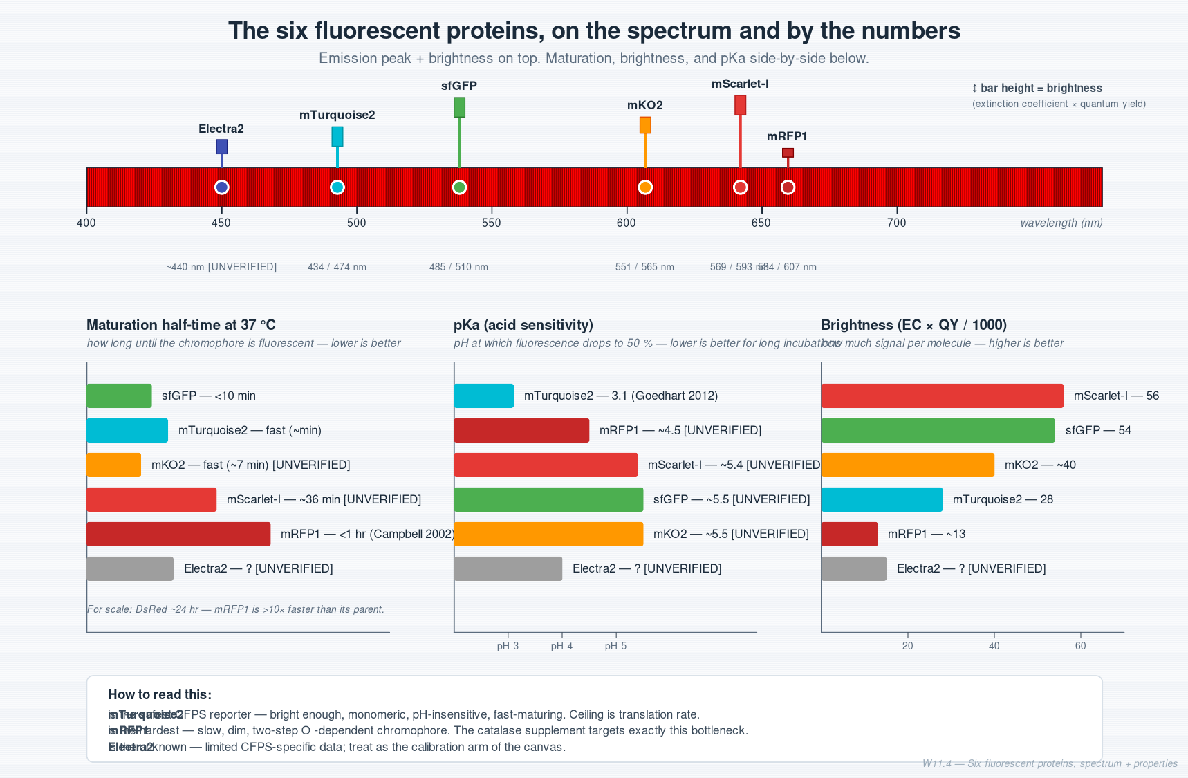 Six fluorescent proteins, spectrum and properties
