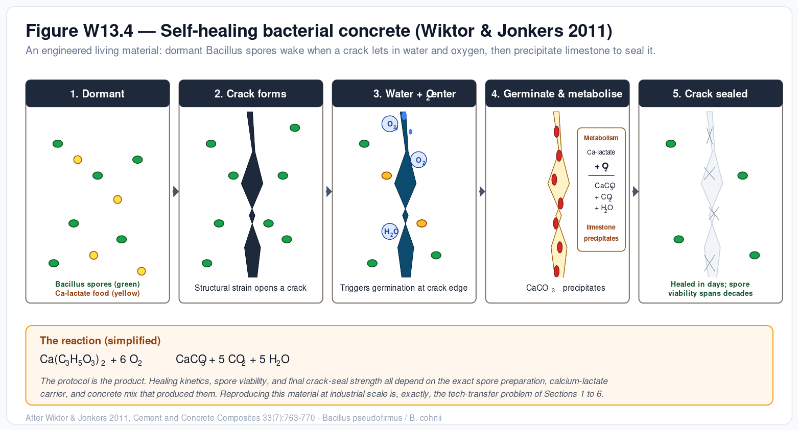 Figure W13.4 — Self-healing bacterial concrete, after Wiktor & Jonkers 2011. Five sequential panels showing the mechanism end-to-end. Panel 1 (Dormant): fresh concrete embeds dormant Bacillus pseudofirmus / B. cohnii spores (green) alongside encapsulated calcium-lactate food (yellow); both lie inert in the cement matrix. Panel 2 (Crack forms): structural strain opens a crack through the matrix; some spores are now near the crack edge. Panel 3 (Water + O₂ enter): water and oxygen reach the crack interior; spores at the crack edge begin to activate (yellow tint). Panel 4 (Germinate & metabolise): germinated bacilli (red rods) consume calcium lactate in the presence of O₂ and precipitate CaCO₃ (limestone) plus CO₂ and H₂O. Panel 5 (Crack sealed): the crack is filled with newly precipitated CaCO₃ crystals; healing completes in days, and the spore reservoir remains viable for further events across decades. The simplified reaction is Ca(C₃H₅O₃)₂ + 6 O₂ → CaCO₃ + 5 CO₂ + 5 H₂O. The mechanism makes the lecture&rsquo;s point concrete: the material&rsquo;s healing kinetics, spore viability, and final crack-seal strength all depend on the exact spore preparation, calcium-lactate carrier, and concrete mix that produced them — reproducing the material at industrial scale is, exactly, the tech-transfer problem of Sections 1–6.