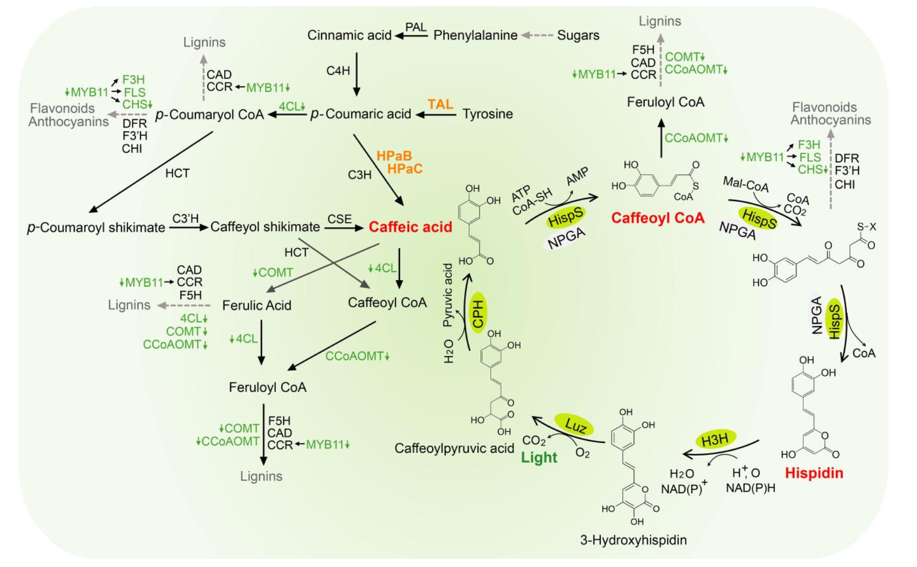 Figure 1.  Bioluminescence Pathway.