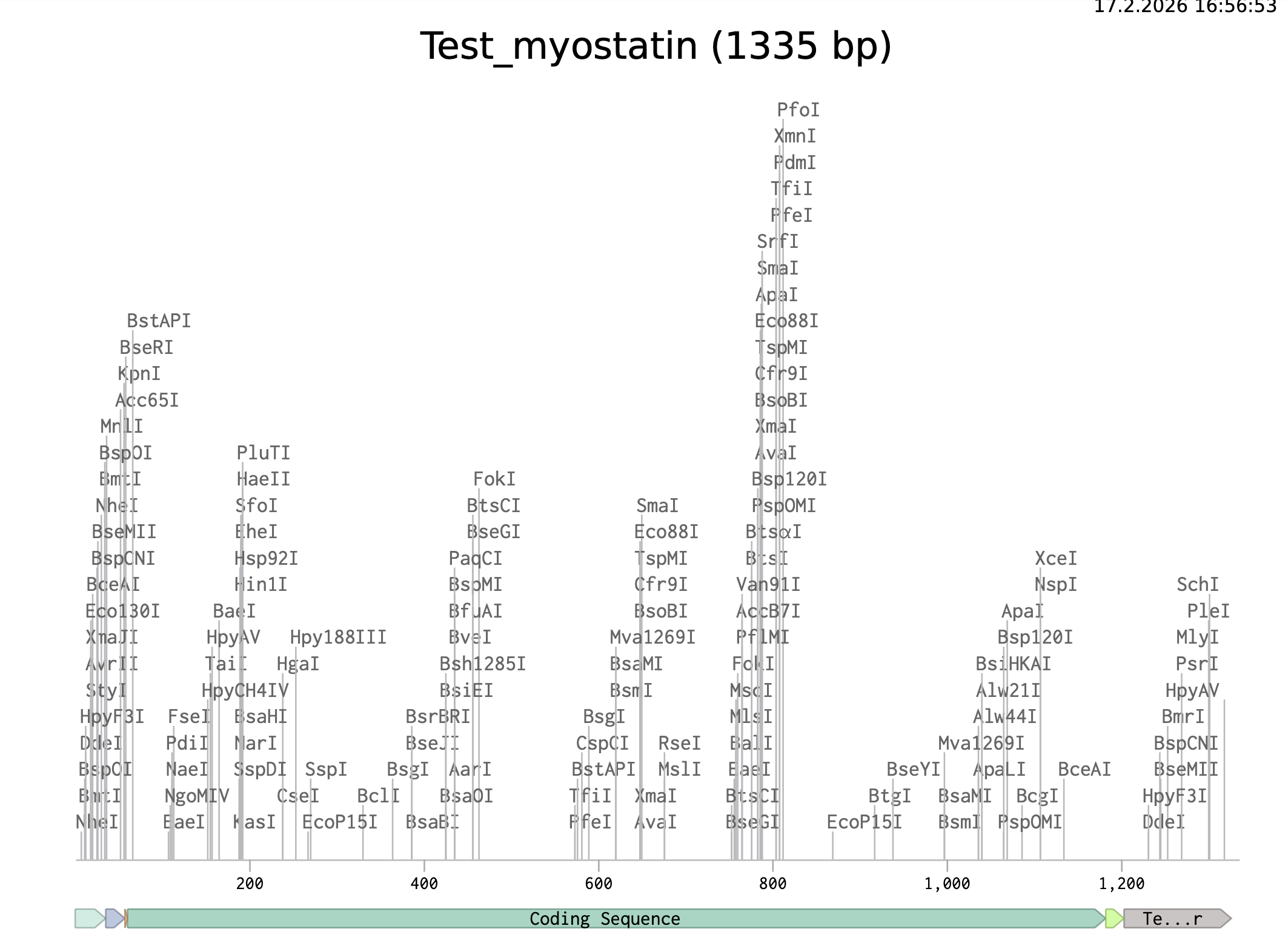 Linear Map of myostatin gene