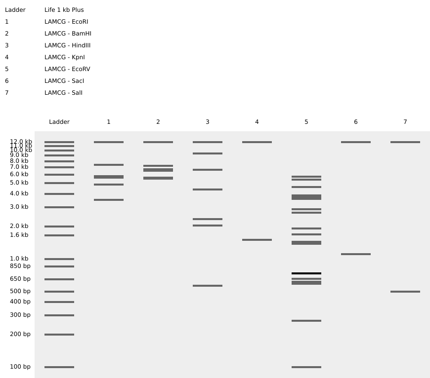 Benchling Screenshot Virtual Digest