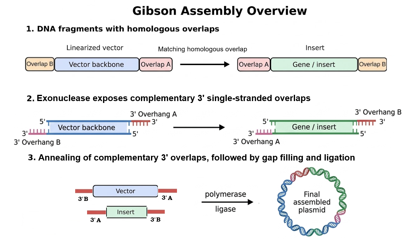 Gibson Assembly diagram