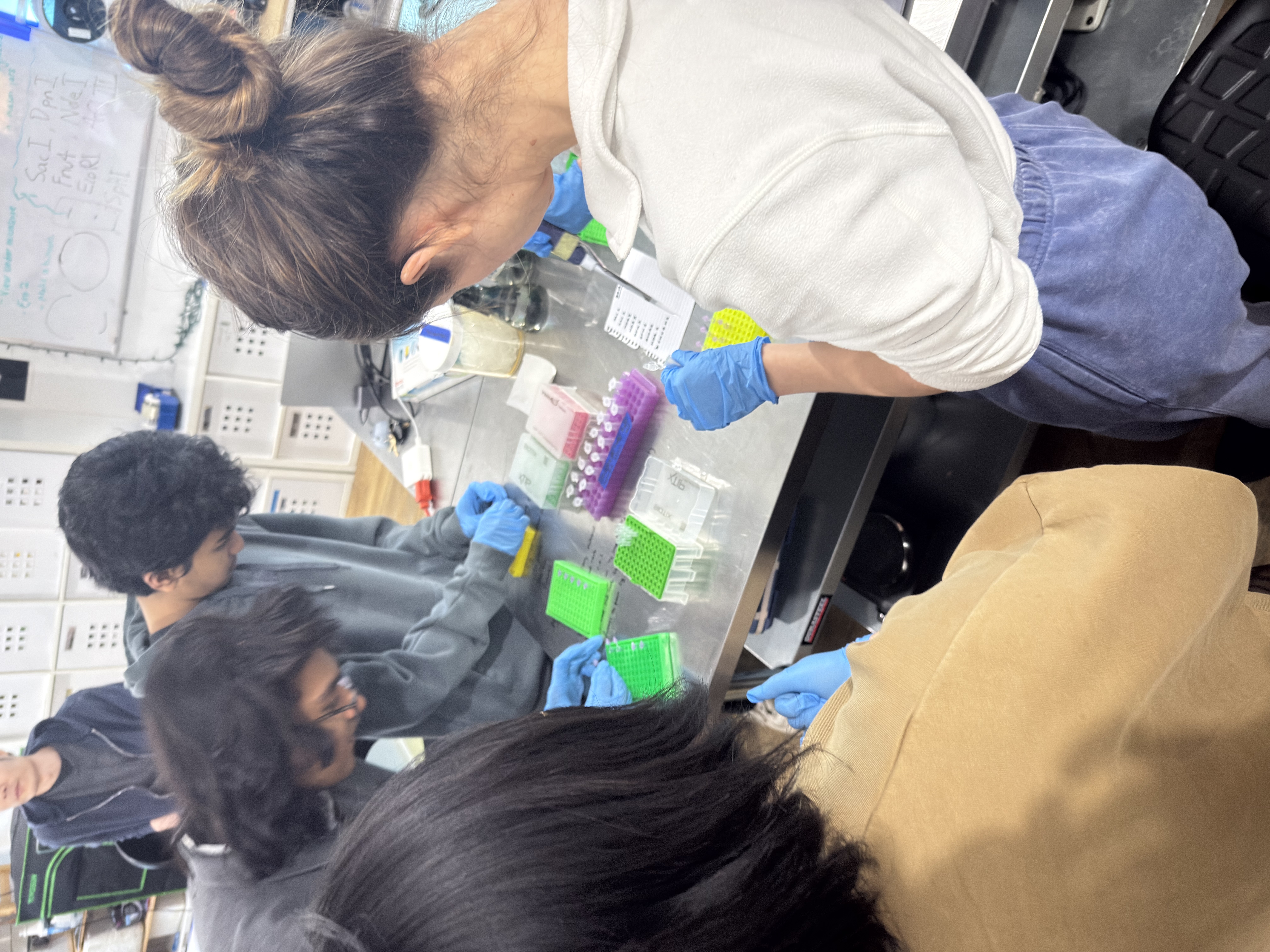 Restriction digest and gel lab