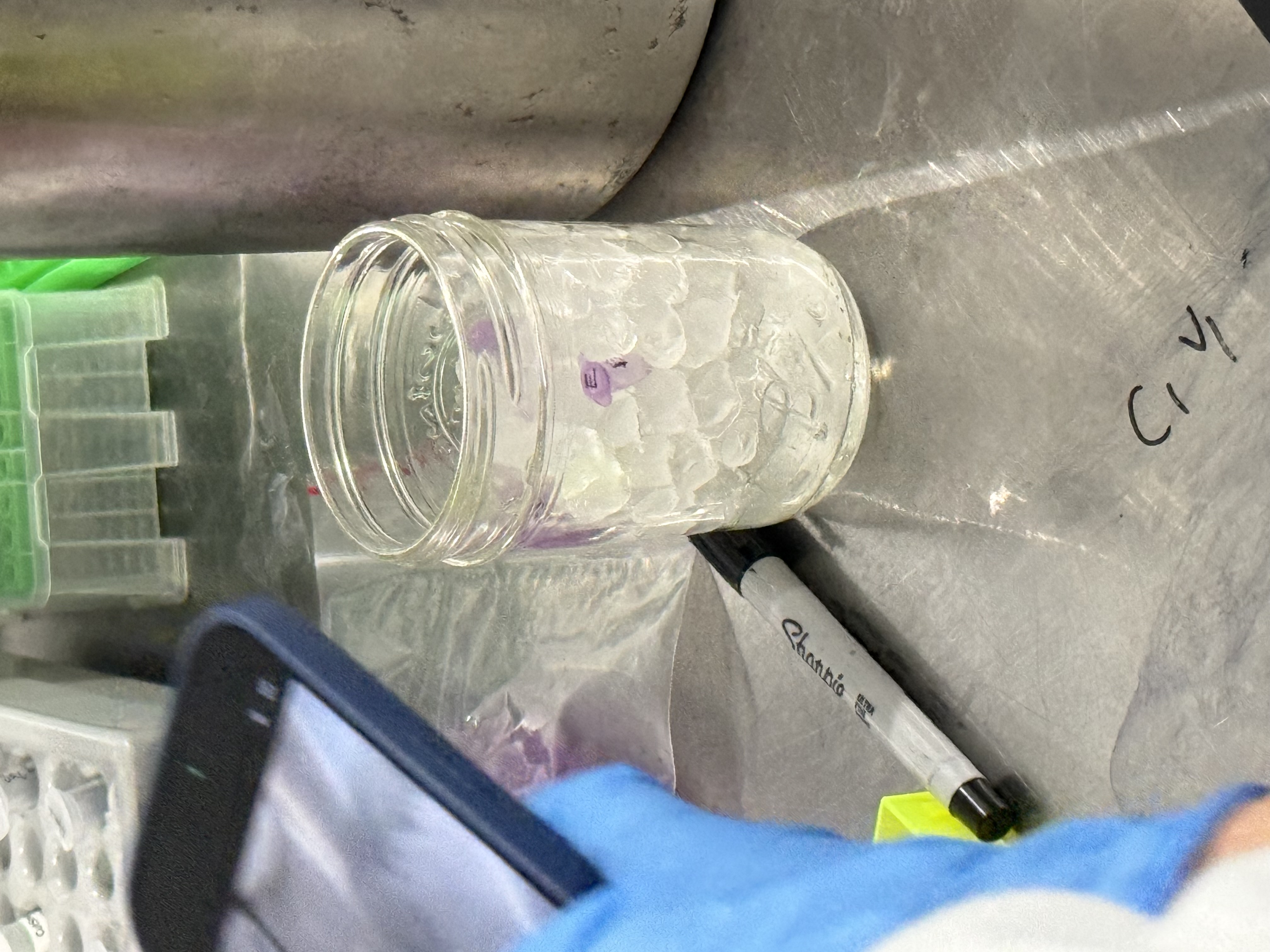 Restriction digest and gel lab