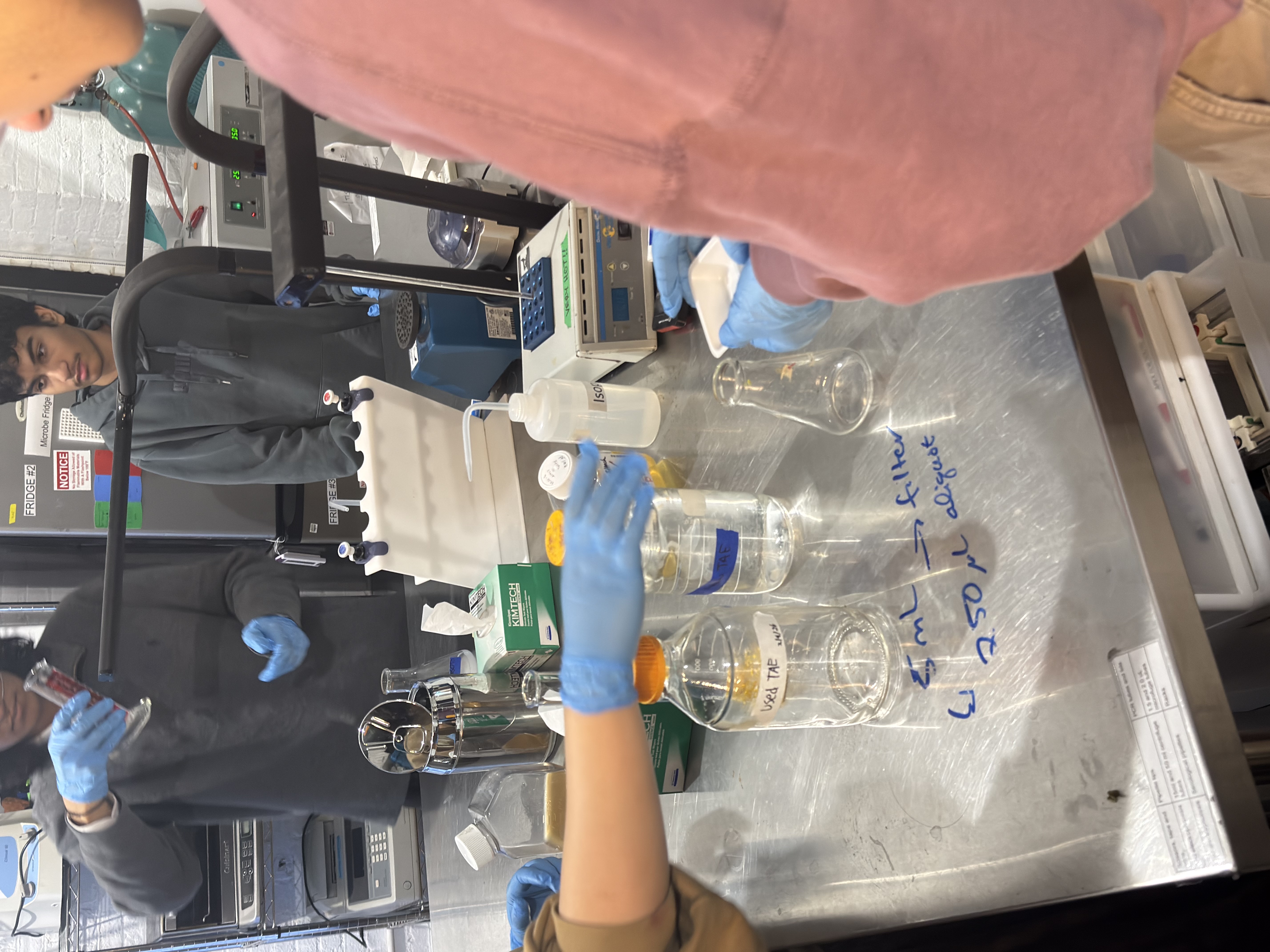 Restriction digest and gel lab