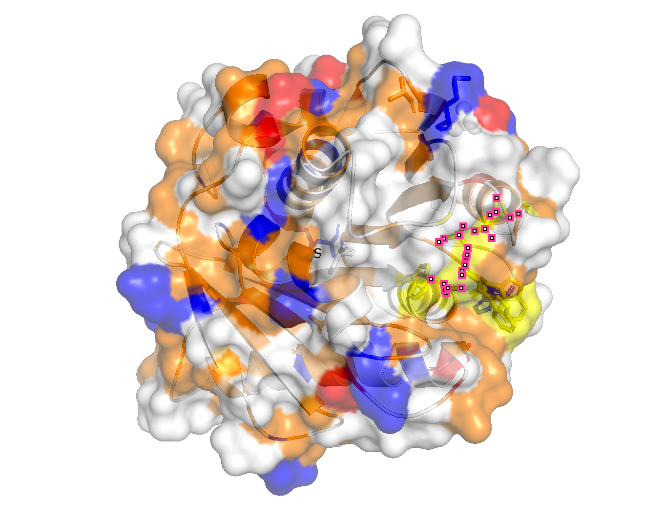 FAST-PETase surface colored by residue type and PET-binding cleft