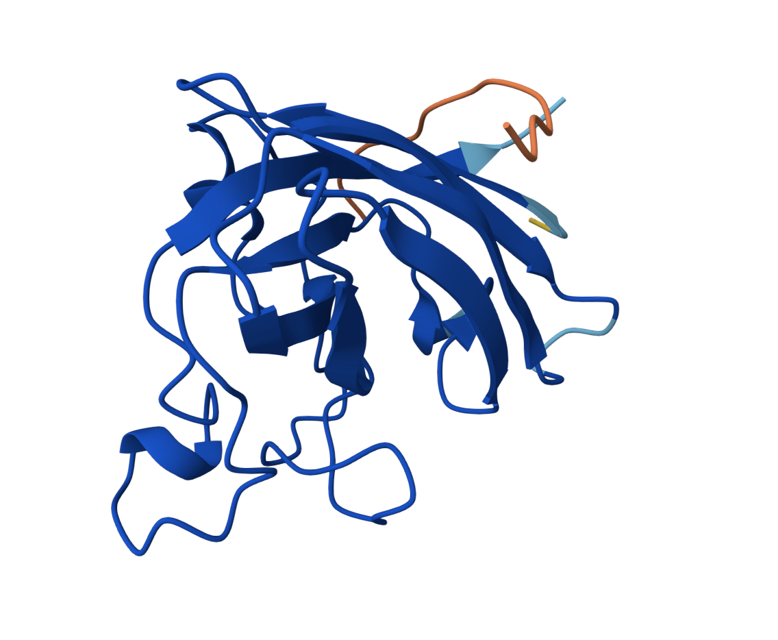 WRVGVAAVAWKE near dimer interface of SOD1 β-barrel