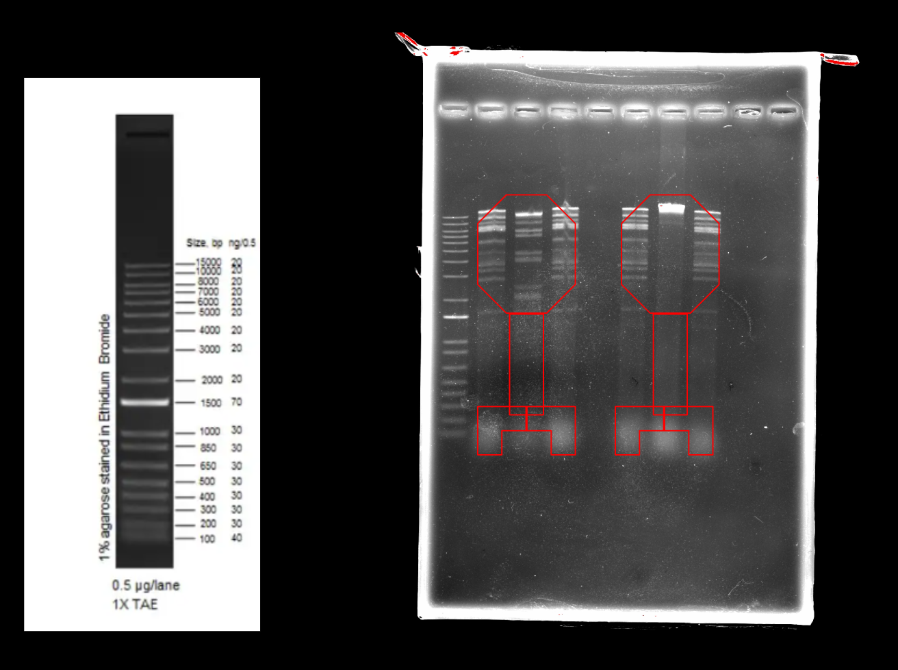Annotated Gel Design