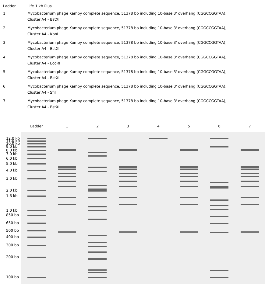 Virtual Restriction Enzyme Digest