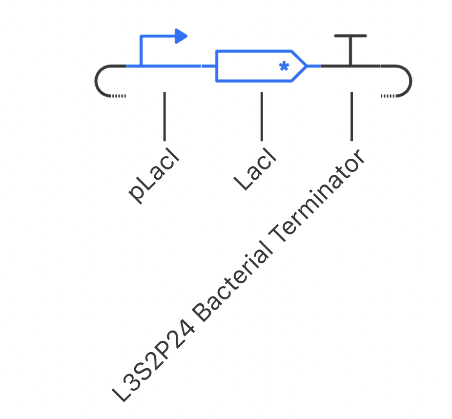 LacI Negative Auto-Regulation Circuit