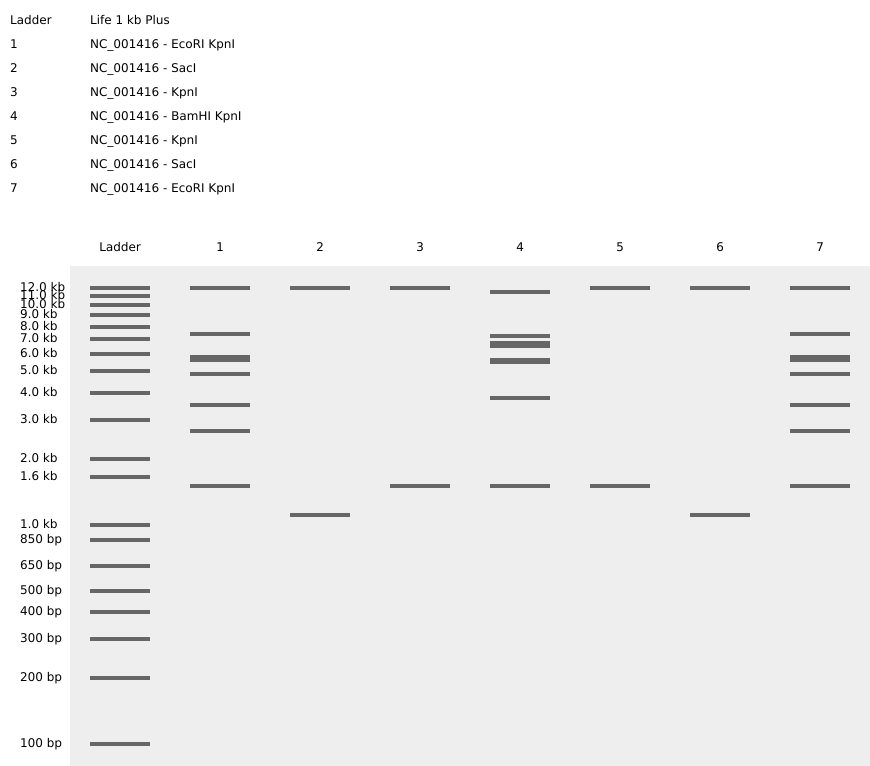 Gel pattern in style of Paul Vanouse&rsquo;s work