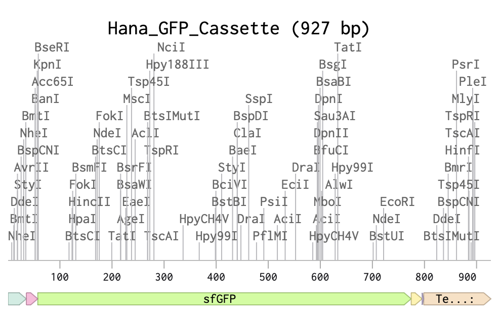 GFP Image